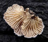 Schizophyllum commune image