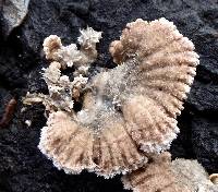 Schizophyllum commune image