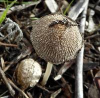 Coprinellus domesticus image