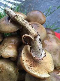 Armillaria mellea image