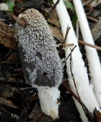 Coprinopsis lagopus image