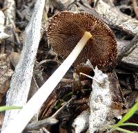 Coprinellus domesticus image