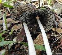 Coprinopsis lagopus image