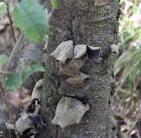 Auricularia cornea image