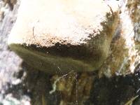 Fomitiporia robusta image