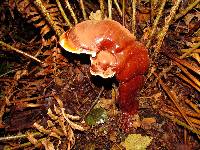 Ganoderma oregonense image