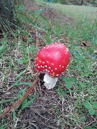 Amanita muscaria image