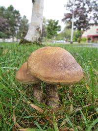 Leccinum scabrum image