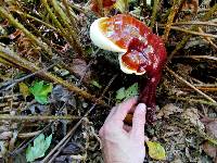 Ganoderma oregonense image