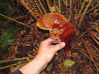 Ganoderma oregonense image