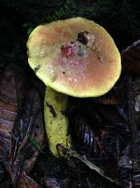 Pulveroboletus ravenelii image