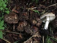 Chlorophyllum brunneum image