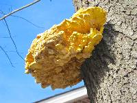 Laetiporus sulphureus image