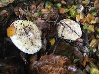 Amanita phalloides image