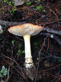 Amanita muscaria image