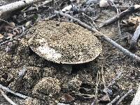 Agaricus bitorquis image