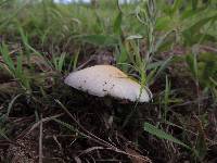 Psilocybe cubensis image