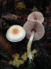 Agaricus diminutivus image