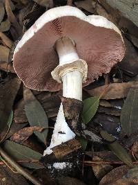 Agaricus xanthodermus image