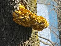 Laetiporus sulphureus image