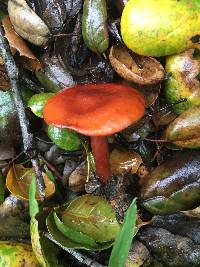 Lactarius rufulus image