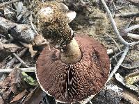 Agaricus bitorquis image