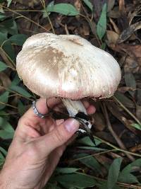 Agaricus xanthodermus image