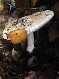 Amanita phalloides image