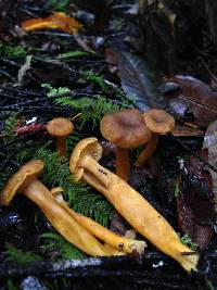 Craterellus tubaeformis image