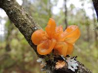 Tremella mesenterica image