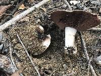 Agaricus bitorquis image