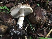 Chlorophyllum brunneum image