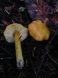 Hygrocybe chlorophana image