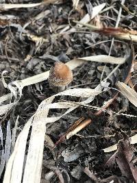 Psathyrella pennata image