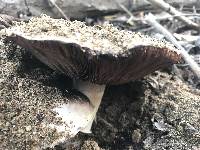 Agaricus bitorquis image