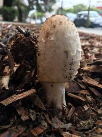 Coprinus comatus image