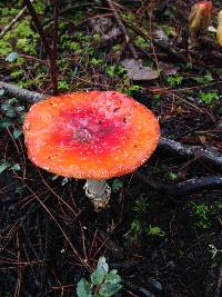 Amanita muscaria image