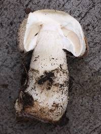 Agaricus xanthodermus image