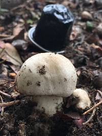 Agaricus xanthodermus image