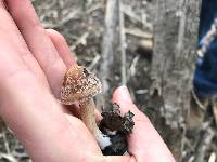 Psathyrella pennata image