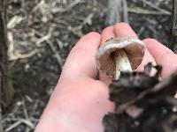 Psathyrella pennata image