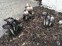 Coprinus comatus image