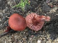 Laccaria laccata image