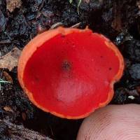 Sarcoscypha coccinea image