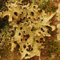 Lobaria pulmonaria image