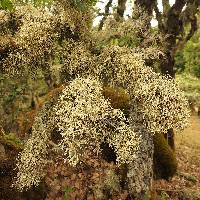 Evernia prunastri image