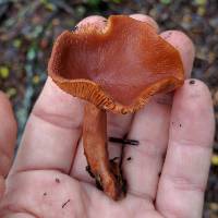 Lactarius rubidus image