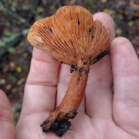 Lactarius rubidus image