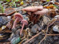 Laccaria amethysteo-occidentalis image