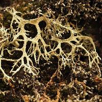 Evernia prunastri image